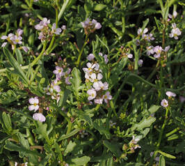 Cakile edentula ssp. edentu