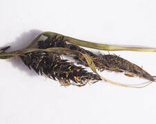 Carex aperta