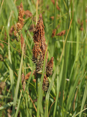 Carex lyngbyei (Lyngbyei's sedge) 