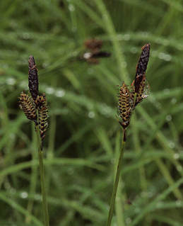 Carex scopulorum var. bracteosa
