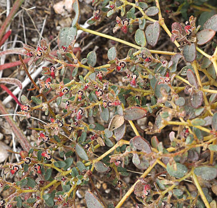 Euphorbia ocellata ssp. arenicola