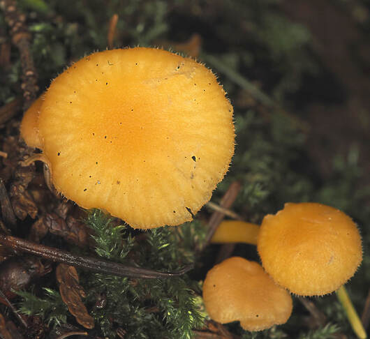 Chrysomphalina aurantiaca