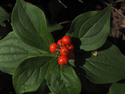 Cornus unalaschkensis (Western bunchberry)