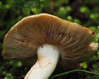 Cortinarius sp. (Cortinarius)