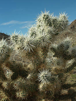Cylindropuntia bigelovii