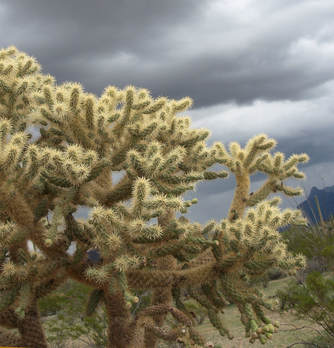 Cylindropuntia fulgida