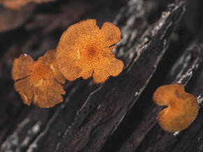 Cystoderma cf. gruberianum 