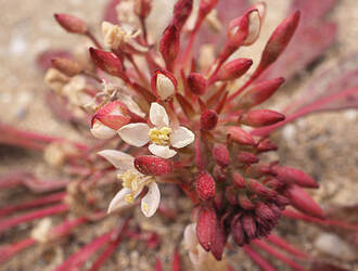 Eremothera boothii ssp. decorticans