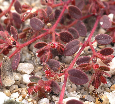 Euphorbia setiloba