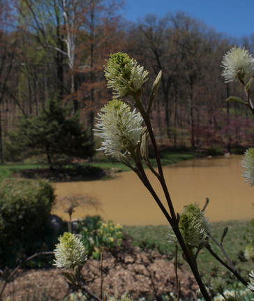 Fothergilla gardenii