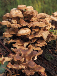 Gymnopus acervatus (Clustered Collybia)