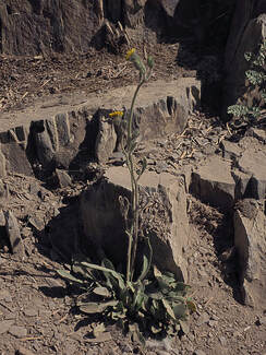 Hieracium triste (Alpine hawkweed) 