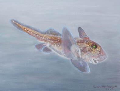 Spotted Ratfish (Hydrolagus colliei