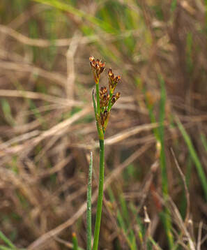 Juncus balticus ssp. ater (Baltic rush)