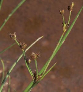 Juncus tenuis
