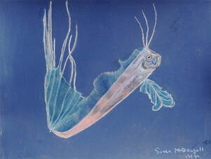 King-of-the-Salmon (Trachipterus altivelis)