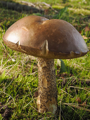 Leccinium scabrum (Brown-birch bolete)