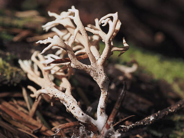 Lentaria pinicola 