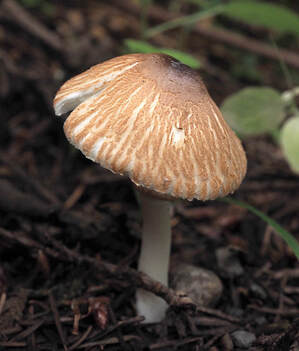 Lepiota sp.