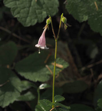 Linnaea borealis var. longiflora (Twinflower) 
