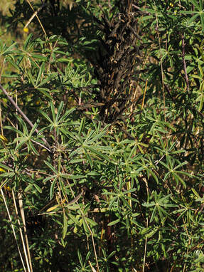 Lupinus arboreus (Yellow bush lupine)