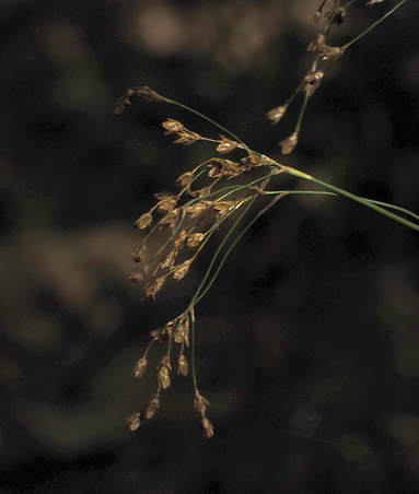 Luzula parviflora (Small-flowered woodrush)