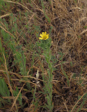 Madia sativa (Coast tarweed)