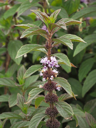 Mentha arvensis (Field mint)