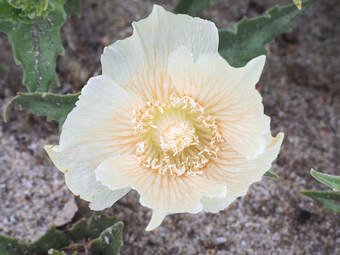 Mentzelia involucrata