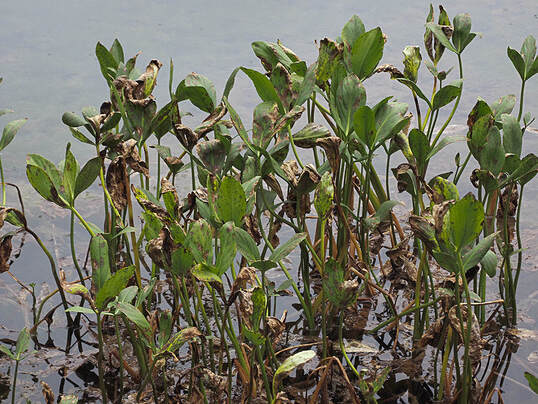 Menyanthes trifoliata (Buck-bean)