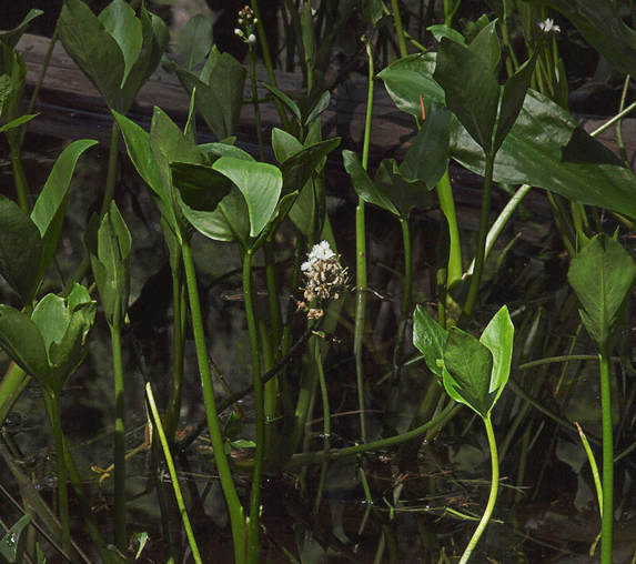 Menyanthes trifoliata