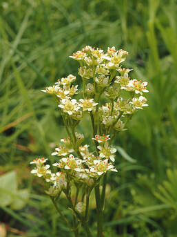 Micranthes fragosa