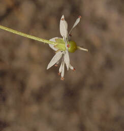 Micranthes odontoloma