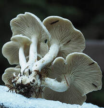 Clitocybe rivulosa (Sweat-producing Clitocybe)