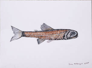Northern Lampfish - Stenobrachius leucopsarus