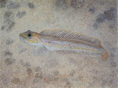Northern Ronquil (Ronquilus jordani)