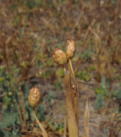 Olsynium douglasii var. douglasii (Grass widows) 