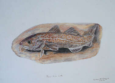Pacific Cod (Gadus macrocephalus)