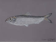 Pacific Herring (Clupea pallasii)