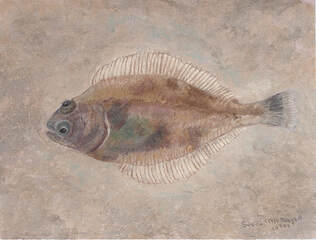 Pacific Sanddab (Citharichthys sordidus)