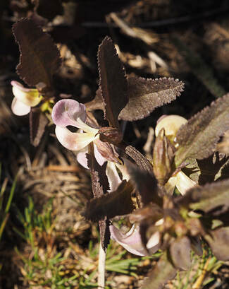 Pedicularis racemosa var. racemosa 