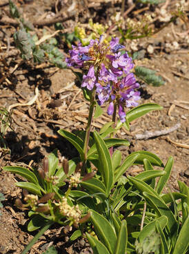 Penstemon procerus var. tolmiei (Small-flowered penstemon)