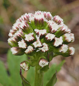 Petasites frigidus var. palmatus (Western coltsfoot)