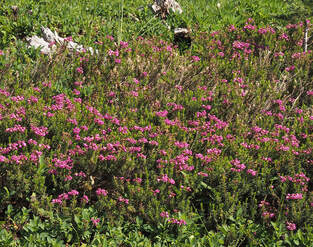 Phyllodoce empetriformis (Pink heather) 