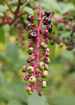 Phytolacca americana