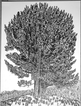 Pinus albicaulis - Whitebark pine