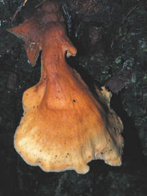 Pycnoporellus fulgens