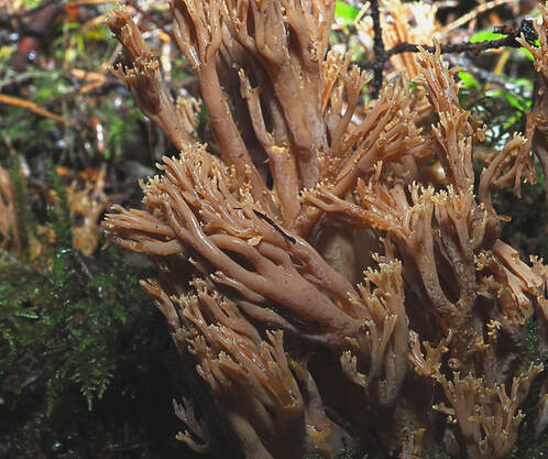 Ramaria marrii