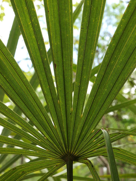 Rhapidophyllum hystrix