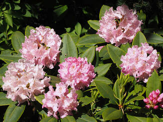 Rhododendron macrophyllum (Pacific rhododendron)